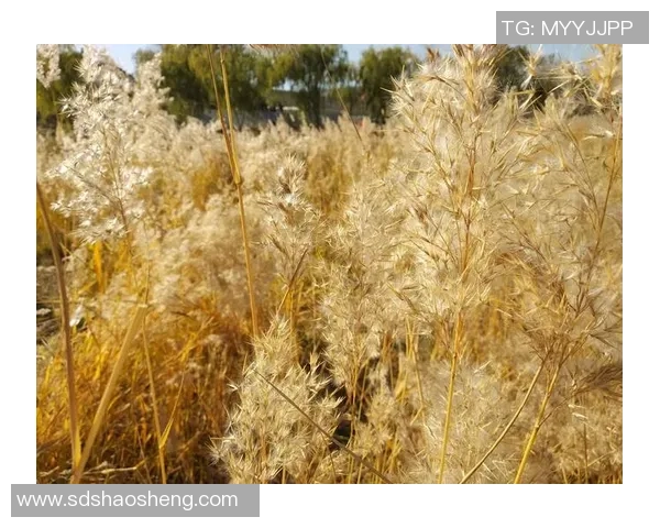 黄芳专访：畅谈网球生涯与成长之路的点滴回忆